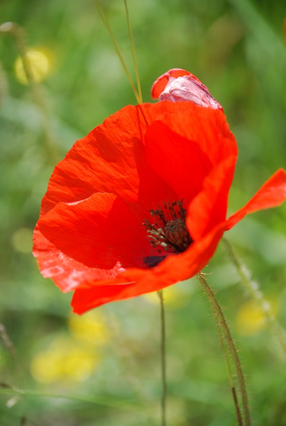 coquelicot
