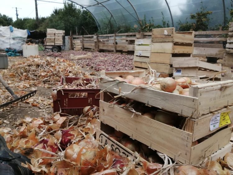 Séchage des oignons sous serre