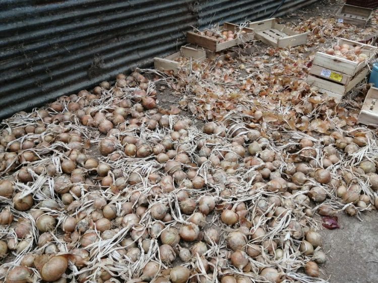 Séchage des oignons